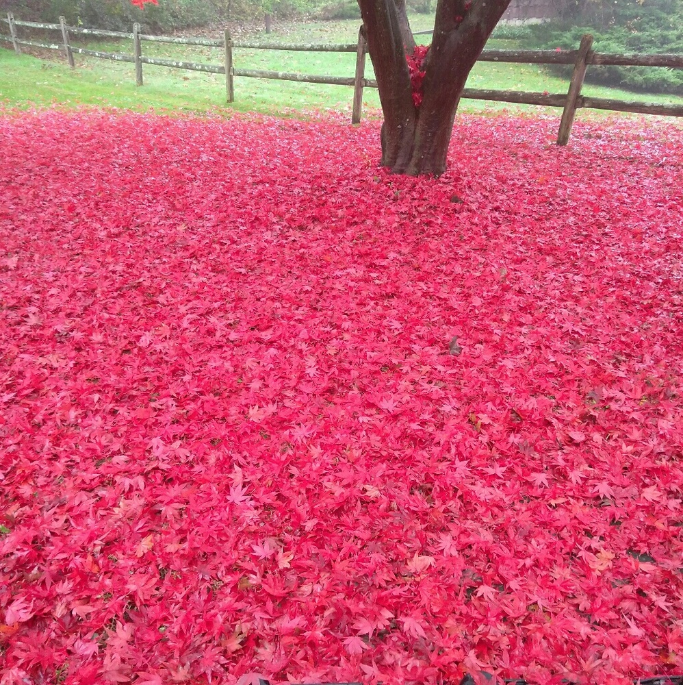 Meet your Posher Summer